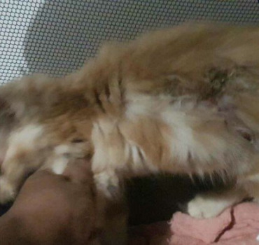Chaton blessé