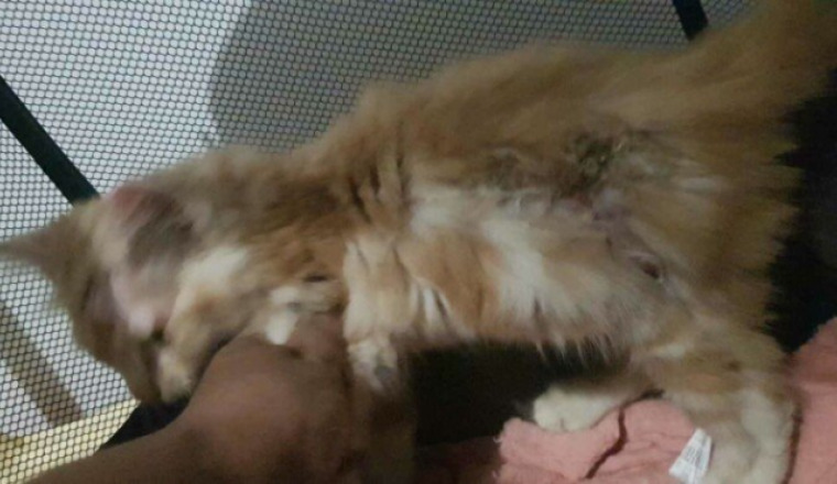 Chaton blessé