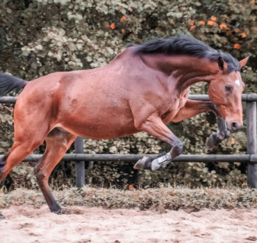 Un grand SOS pour mon cheval 🐎