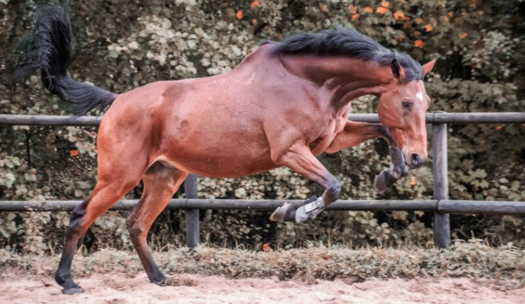Un grand SOS pour mon cheval 🐎