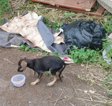 Chiot femelle ds les ordures