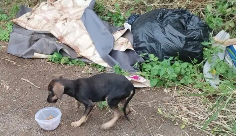Chiot femelle ds les ordures