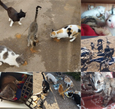 Sauvons les chats de Casablanca 🙏🏼