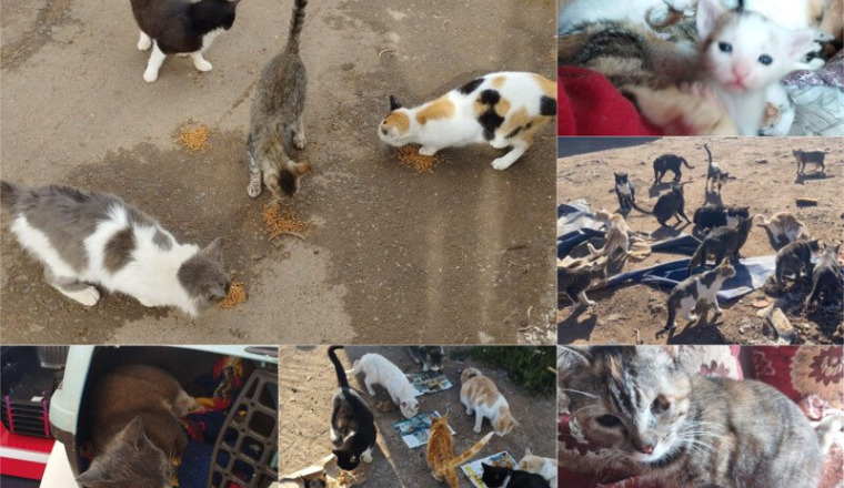 Sauvons les chats de Casablanca 🙏🏼