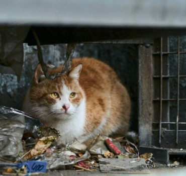 Don pour le Comité du chat de Sevran