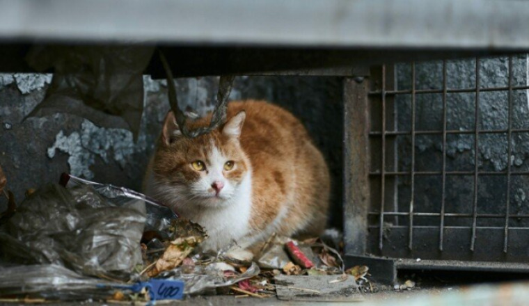 Don pour le Comité du chat de Sevran