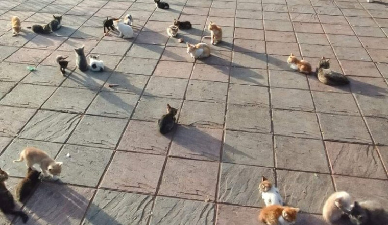 aide nourriture et soins des chats de rue hassan