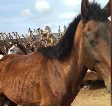 Sauvetage de chevaux au Maroc