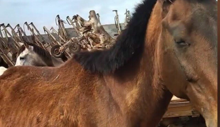 Sauvetage de chevaux au Maroc