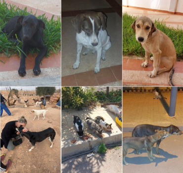Linda et les animaux errants du Maroc