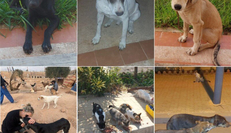 Linda et les animaux errants du Maroc