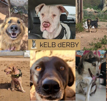 Blackie, Haïkoo, Asha...attendent votre soutien