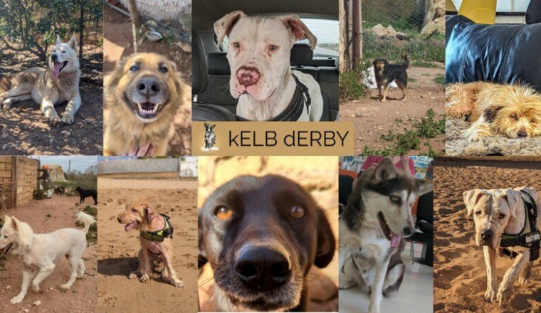 Blackie, Haïkoo, Asha...attendent votre soutien