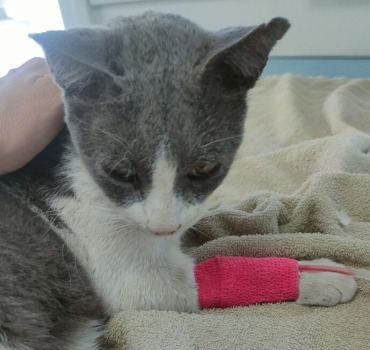 Hospitalisation de Gaston