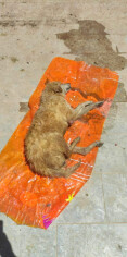 Image justificative de la cagnotte