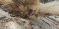 Image justificative de la cagnotte