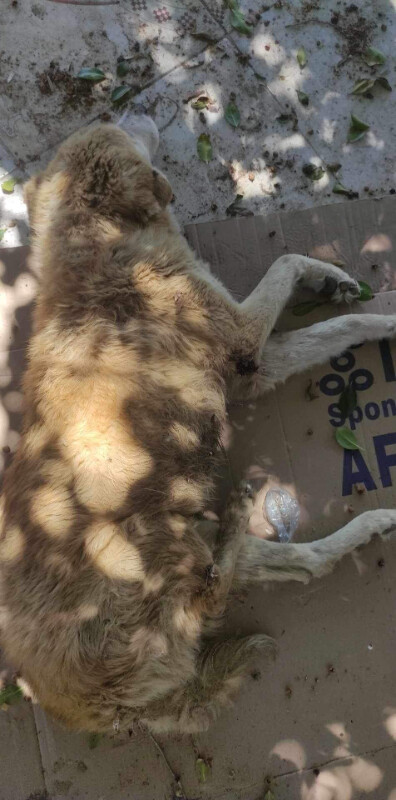 Image justificative de la cagnotte