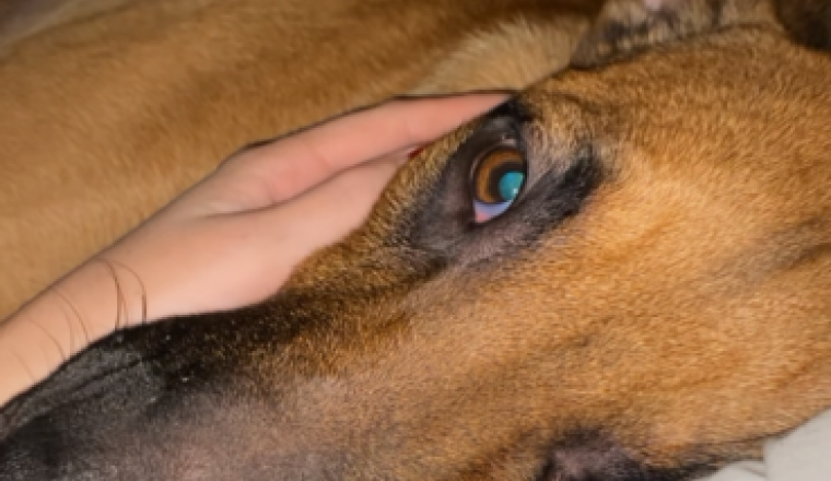 Éducateur canin