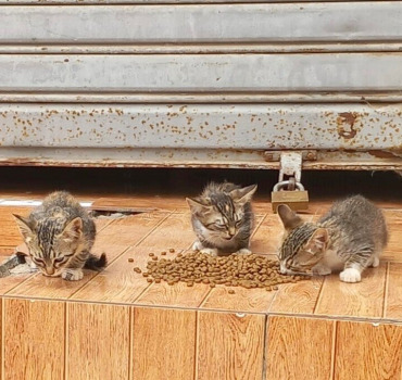 Feeding the street cats of Morocco