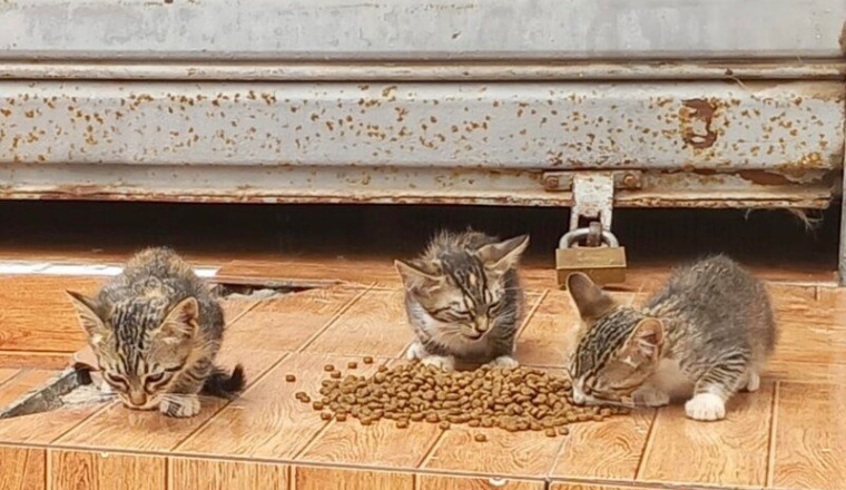Feeding the street cats of Morocco