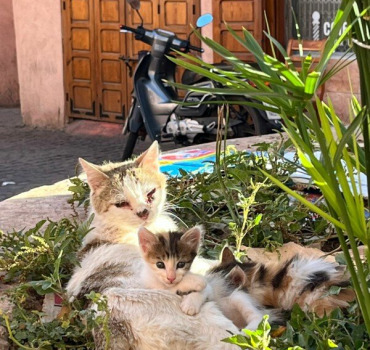 LE CHAT ROUGE DE MARRAKECH Soins et Stérilisations
