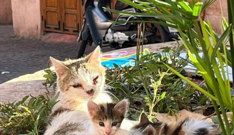 LE CHAT ROUGE DE MARRAKECH Soins et Stérilisations