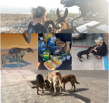 Lili et les animaux errants du Maroc