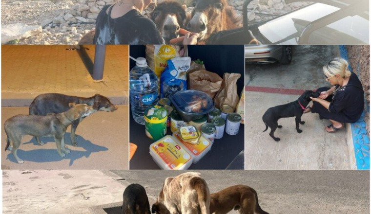Lili et les animaux errants du Maroc