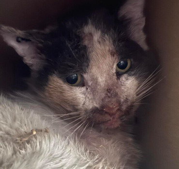 Choupy un chat a qui la rue n'a pas fait de cadeau