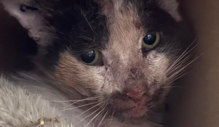 Choupy un chat a qui la rue n'a pas fait de cadeau