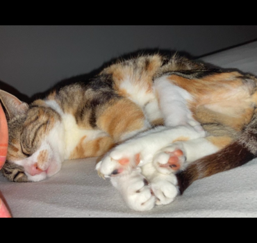 Cagnotte pour Mimka