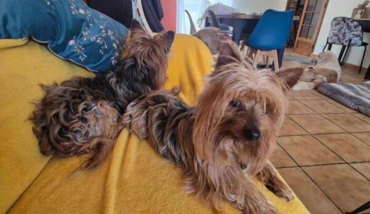Prise en charge de Blacki et Patapouf