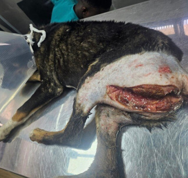 Chien martyrisé du Maroc