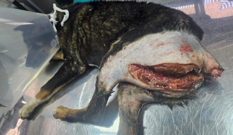Chien martyrisé du Maroc