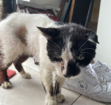opération chat abandonné patte cassée
