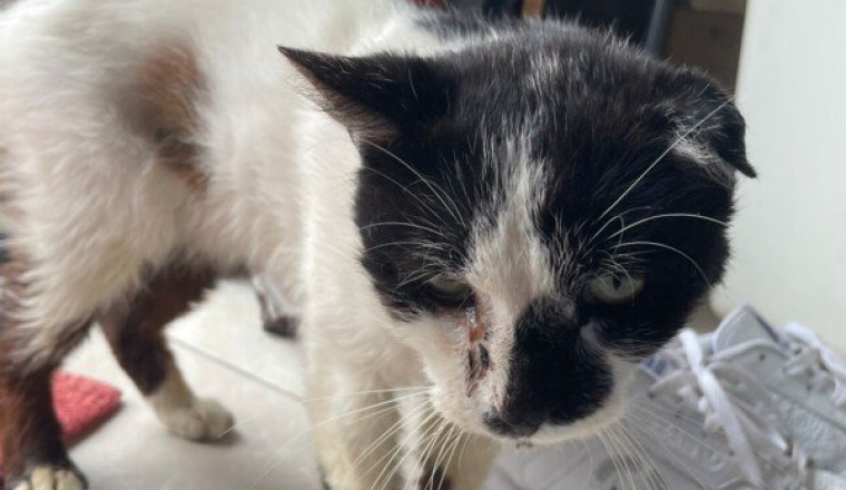 opération chat abandonné patte cassée