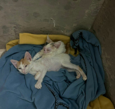 Le CHAT ROUGE Sanae& Safae 1 mois- jetées à la rue