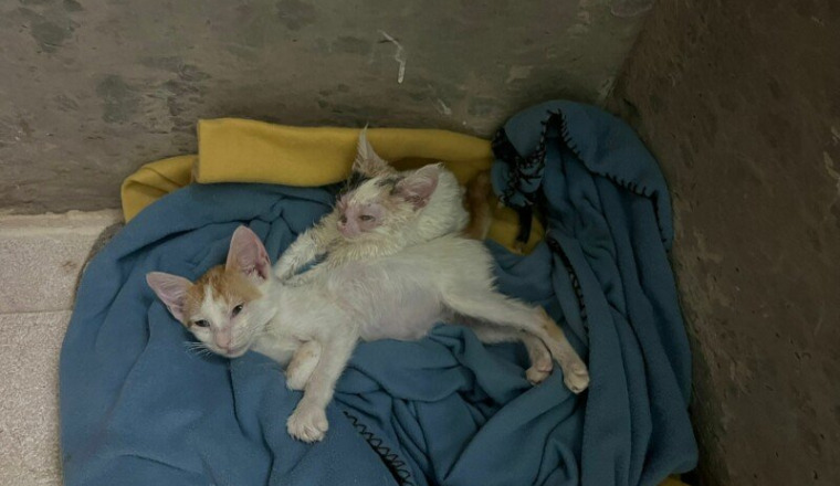Le CHAT ROUGE Sanae& Safae 1 mois- jetées à la rue