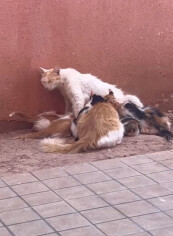 Image justificative de la cagnotte