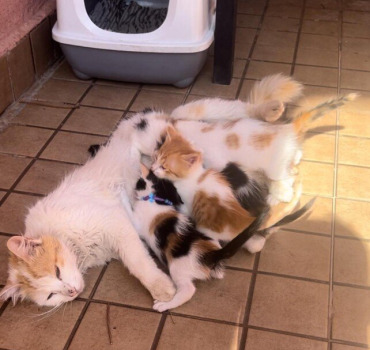 Les animaux du Maroc