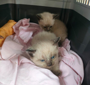 Cagnotte pour nos 42 chatons