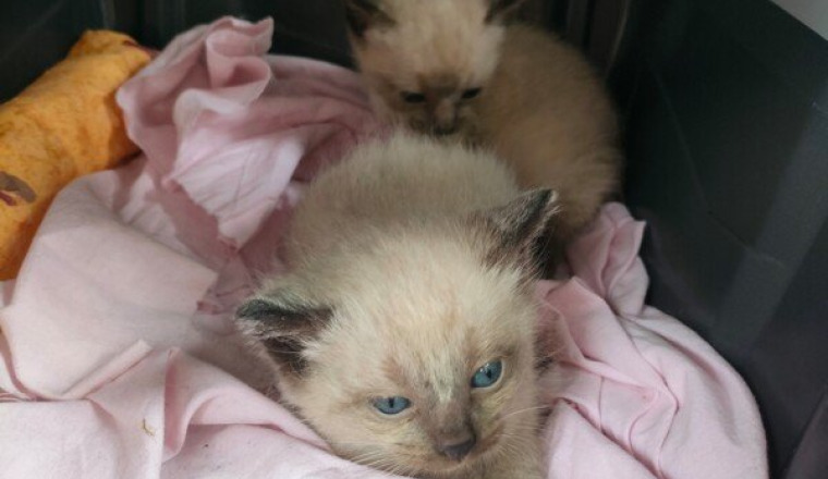 Cagnotte pour nos 42 chatons