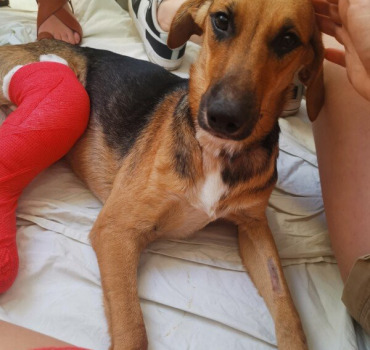 Association pour chien à l'ile Maurice