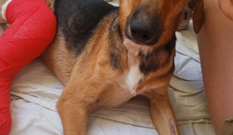 Association pour chien à l'ile Maurice