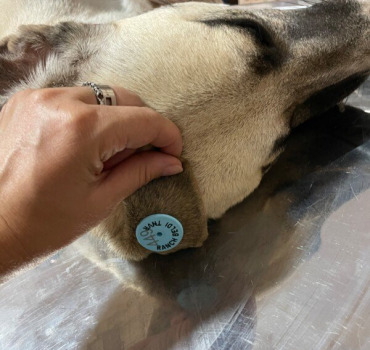 Tnvr ranch beldi