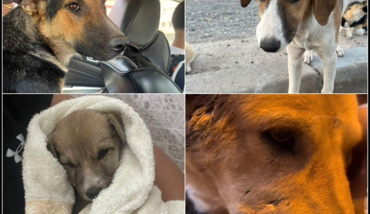 Aidons les animaux errants du Maroc