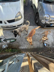 Image justificative de la cagnotte