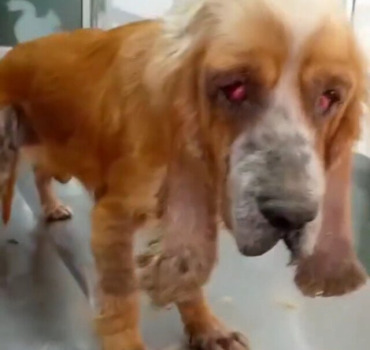 Sauvons cette chienne