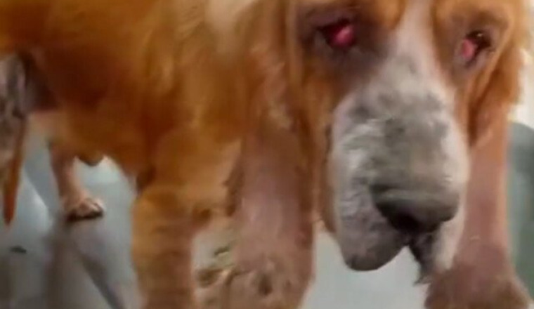 Sauvons cette chienne