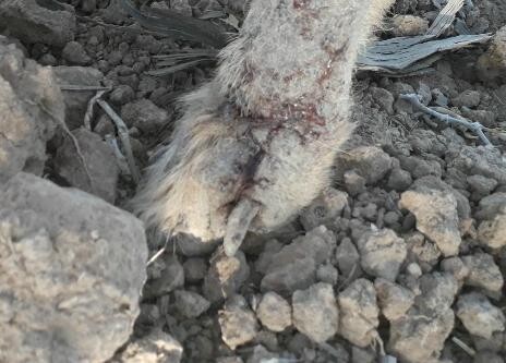 Image justificative de la cagnotte